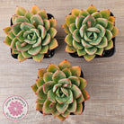 Echeveria 'Luella'