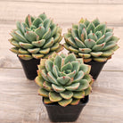 Echeveria 'Luella'