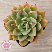 Load image into Gallery viewer, Echeveria &#39;Luella&#39;
