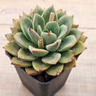 Echeveria 'Luella'