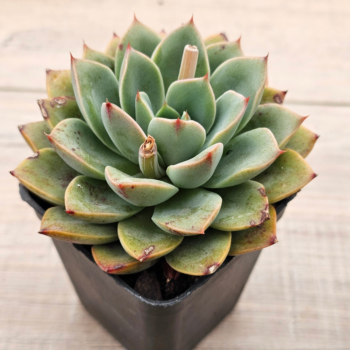 Echeveria 'Luella'