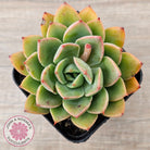Echeveria 'Luella'