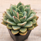 Echeveria 'Luella'