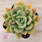 Echeveria 'Luella'
