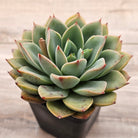 Echeveria 'Luella'