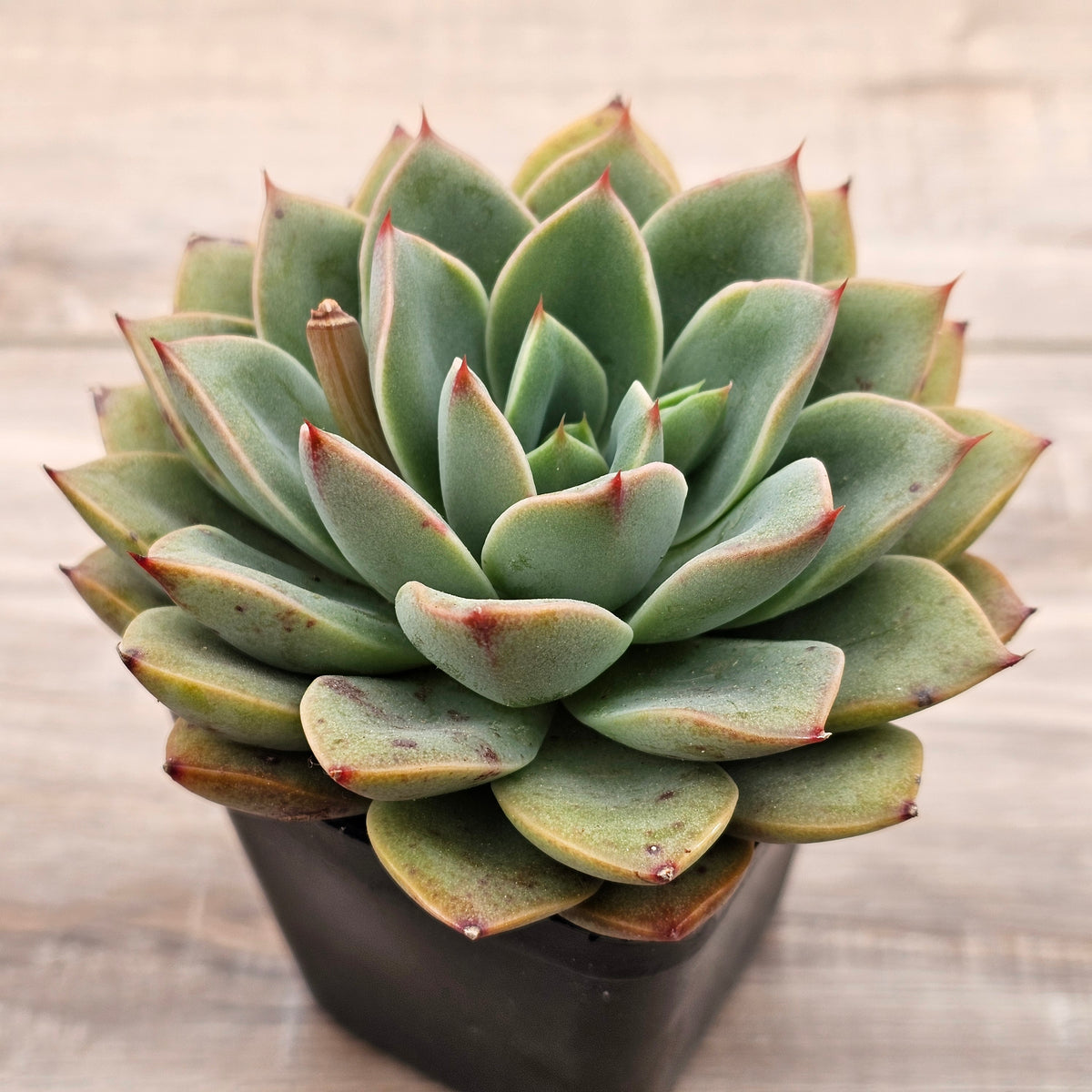 Echeveria 'Luella'