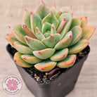Echeveria 'Luella'