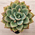 Echeveria 'Luella'