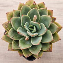 Load image into Gallery viewer, Echeveria &#39;Luella&#39;

