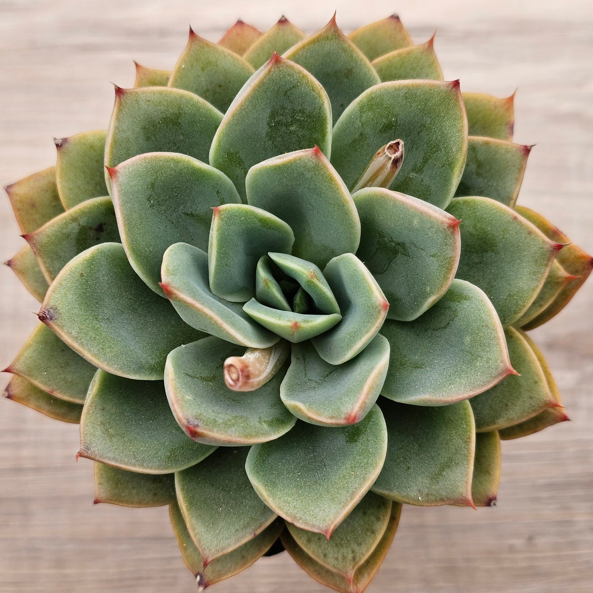Echeveria 'Luella'