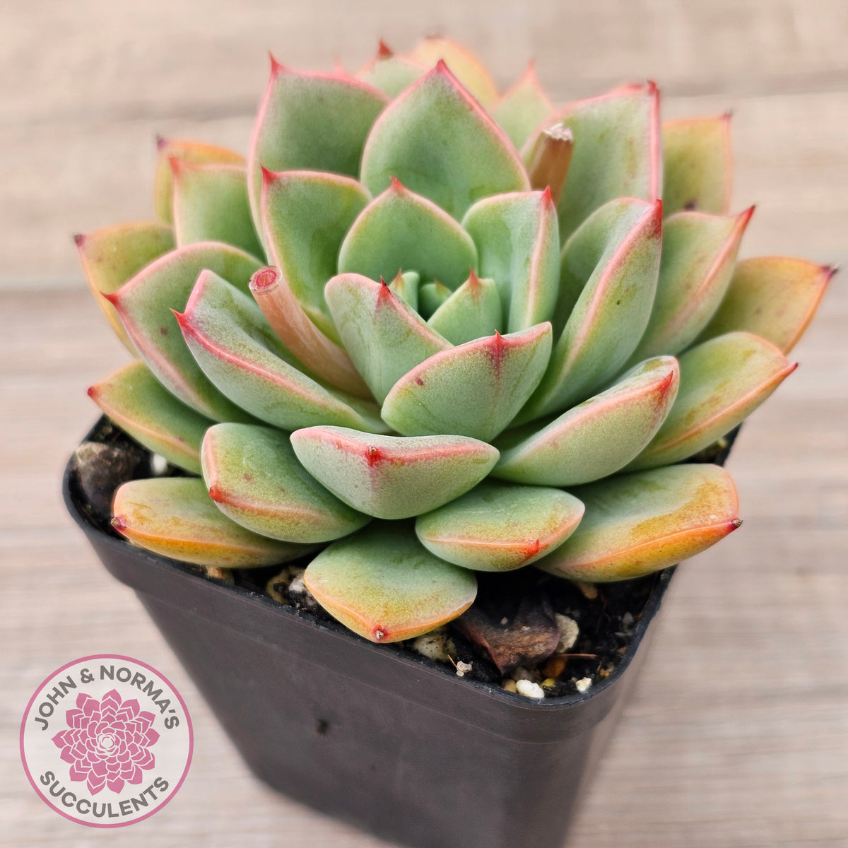 Echeveria 'Luella'