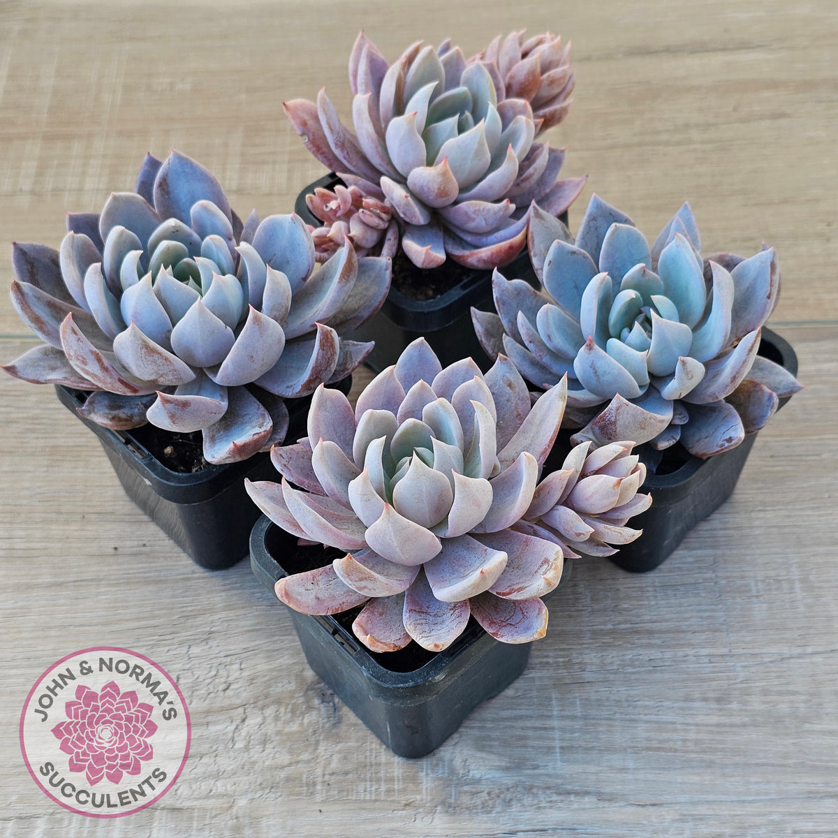 Echeveria 'Lulu'