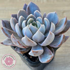 Echeveria 'Lulu'