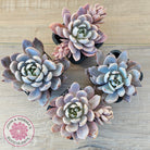 Echeveria 'Lulu'