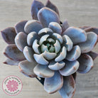 Echeveria 'Lulu'