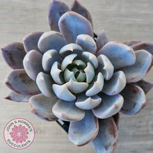 Load image into Gallery viewer, Echeveria &#39;Lulu&#39;

