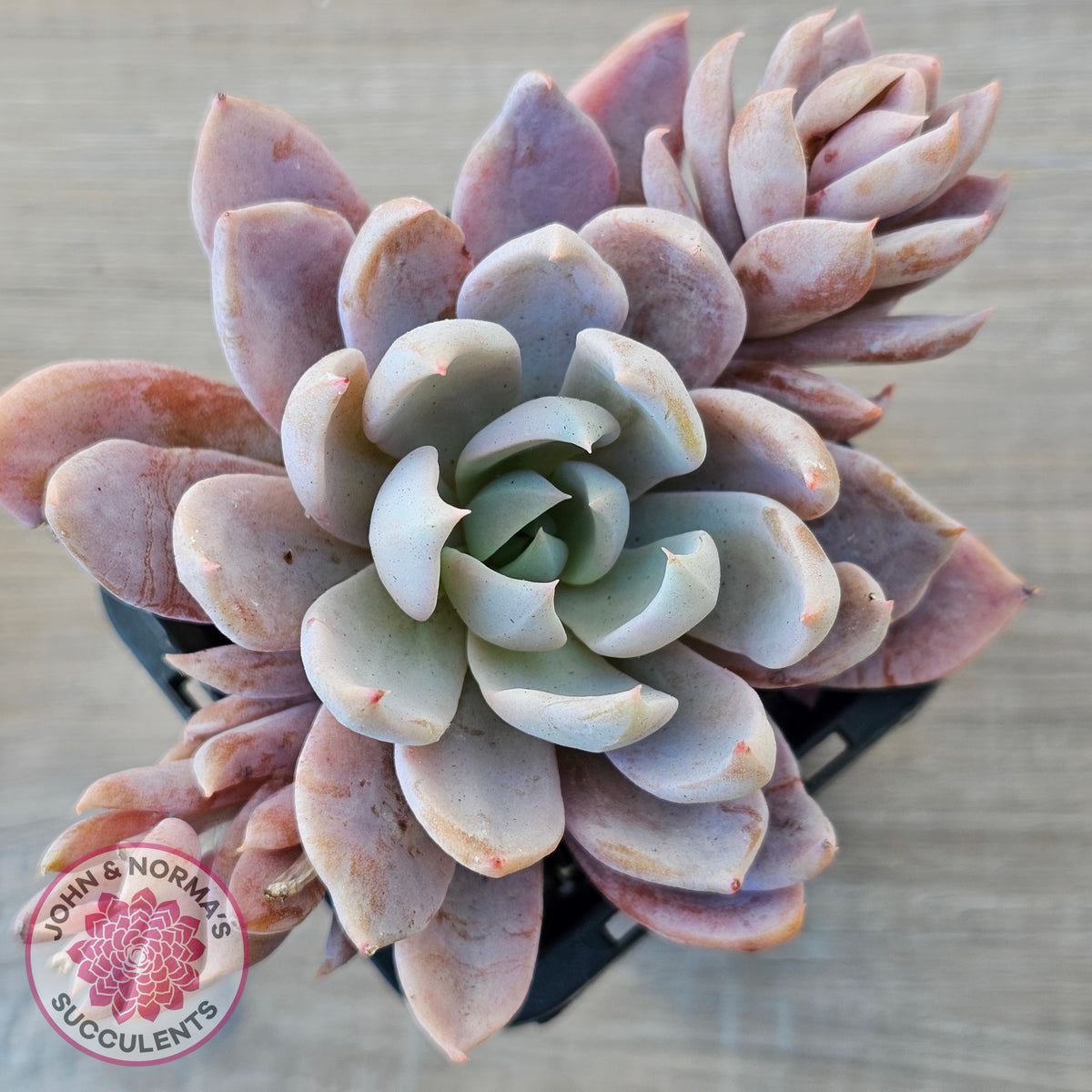 Echeveria 'Lulu'