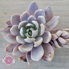 Echeveria 'Lulu'
