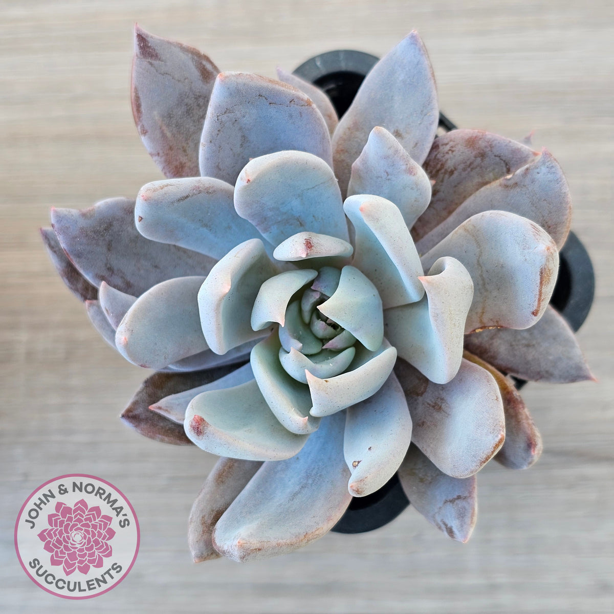 Echeveria 'Lulu'