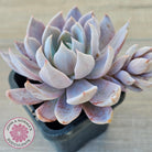 Echeveria 'Lulu'