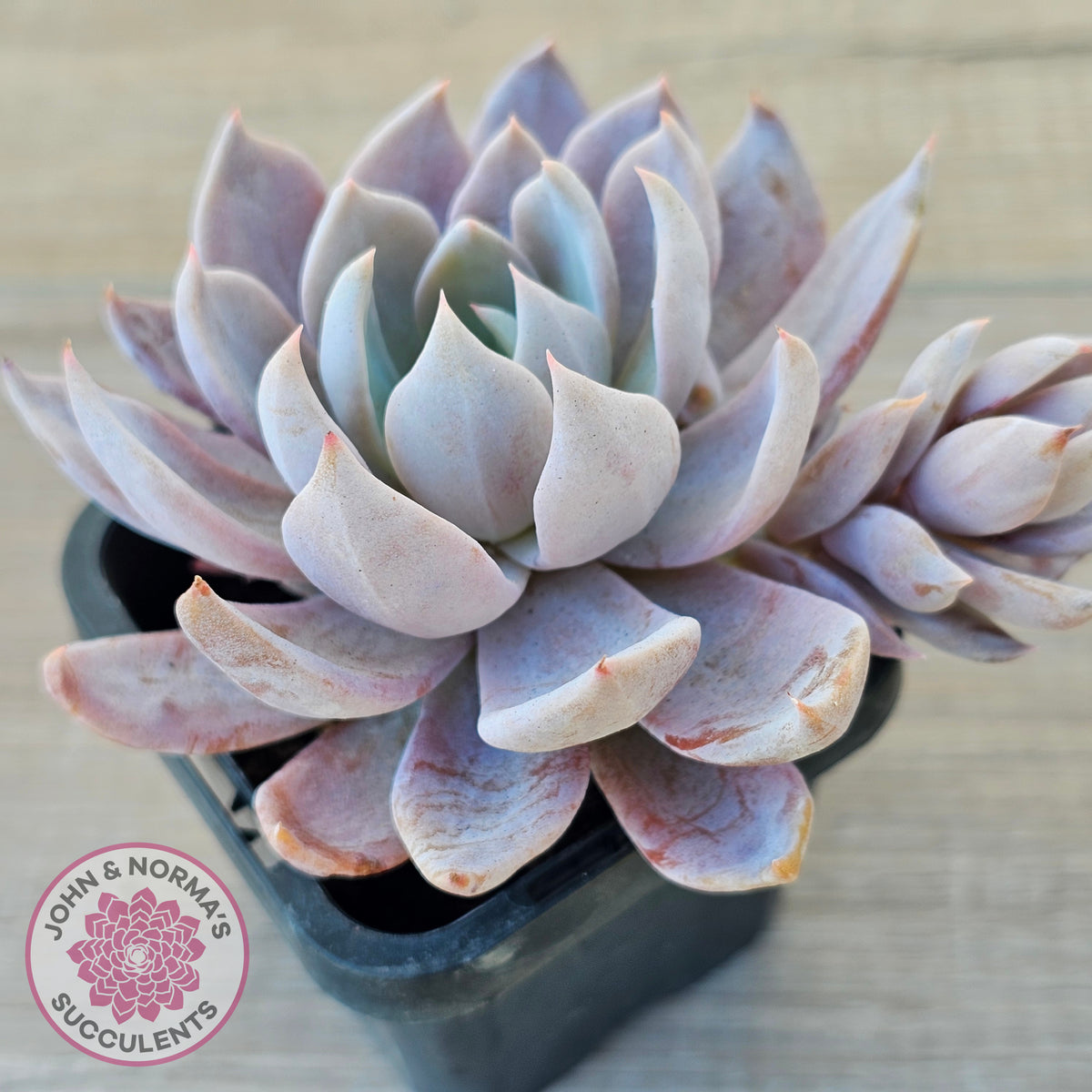 Echeveria 'Lulu'