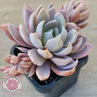 Echeveria 'Lulu'