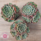 Echeveria 'Luna Rose' - Lg Clumps
