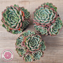 Load image into Gallery viewer, Echeveria 'Luna Rose' - Lg Clumps
