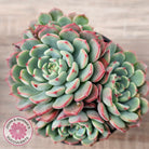 Echeveria 'Luna Rose' - Lg Clumps