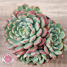 Load image into Gallery viewer, Echeveria 'Luna Rose' - Lg Clumps
