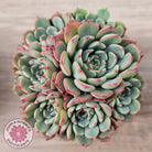 Echeveria 'Luna Rose' - Lg Clumps