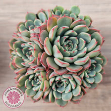 Load image into Gallery viewer, Echeveria 'Luna Rose' - Lg Clumps
