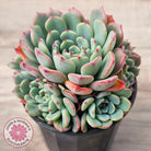 Echeveria 'Luna Rose' - Lg Clumps