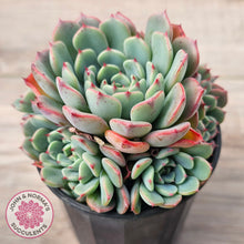 Load image into Gallery viewer, Echeveria 'Luna Rose' - Lg Clumps
