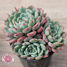 Load image into Gallery viewer, Echeveria 'Luna Rose' - Lg Clumps
