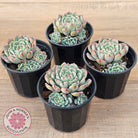 Echeveria 'Luna Rose' - Lg Clumps