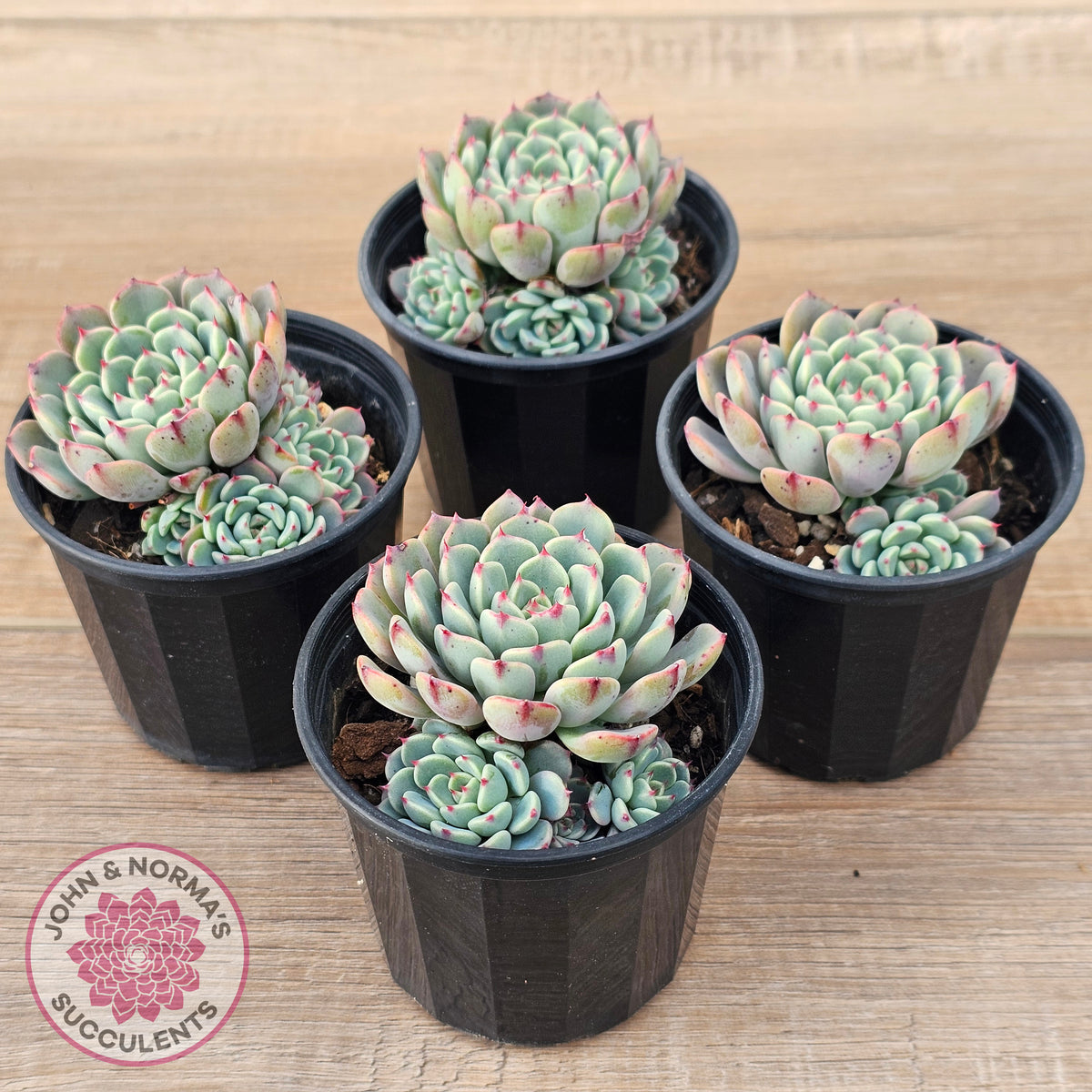 Echeveria 'Luna Rose' - Lg Clumps