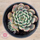 Echeveria 'Luna Rose' - Lg Clumps