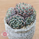 Echeveria 'Luna Rose' - Lg Clumps
