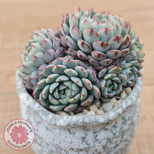 Echeveria 'Luna Rose' - John & Norma's Succulents Australia