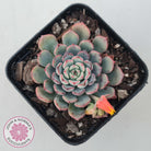 Echeveria 'Luna Rose' - Lg Clumps