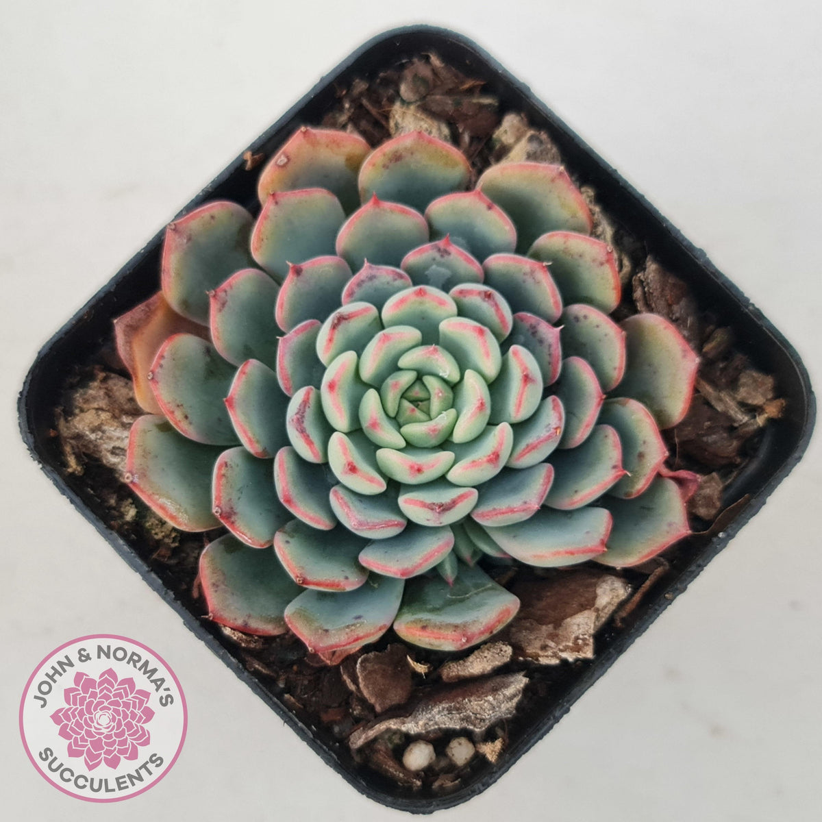 Echeveria 'Luna Rose' - Lg Clumps