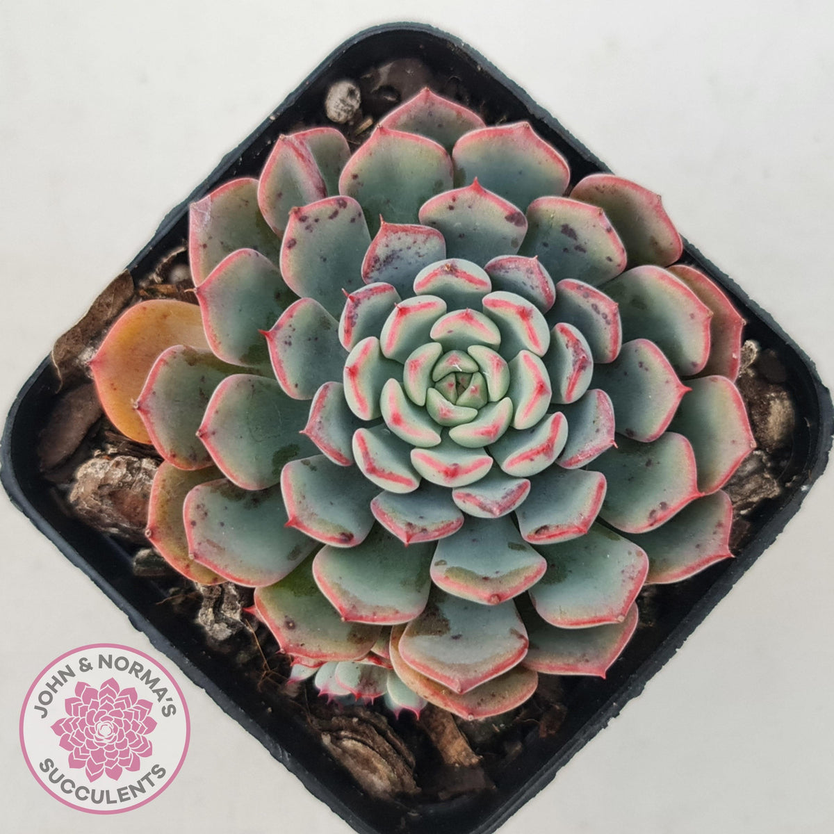Echeveria 'Luna Rose' - Lg Clumps