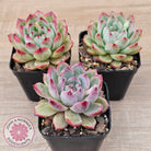 Echeveria 'Luna'