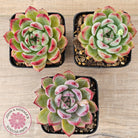 Echeveria 'Luna'