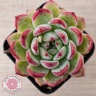 Echeveria 'Luna'