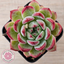 Load image into Gallery viewer, Echeveria &#39;Luna&#39;
