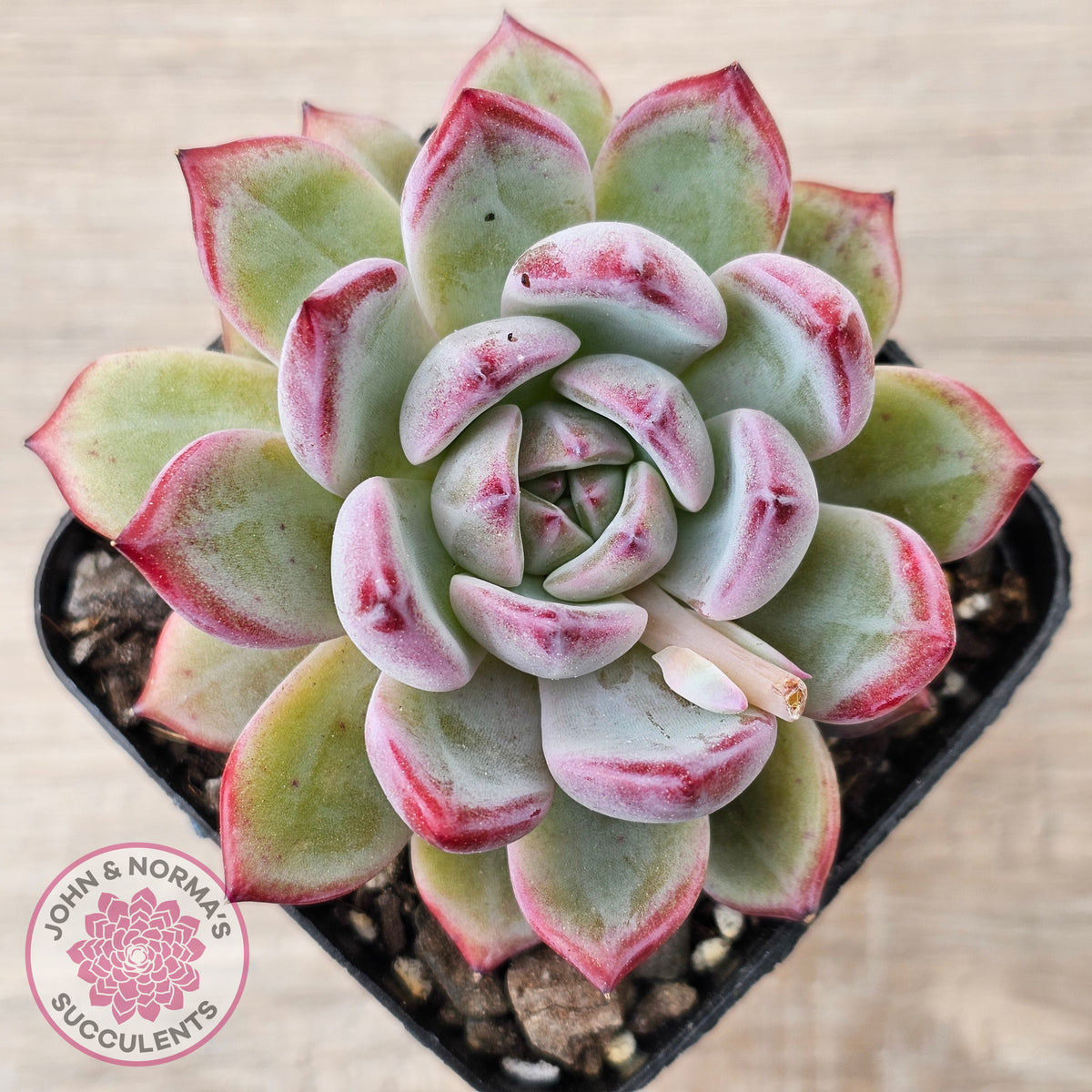 Echeveria 'Luna'