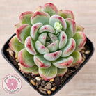 Echeveria 'Luna'