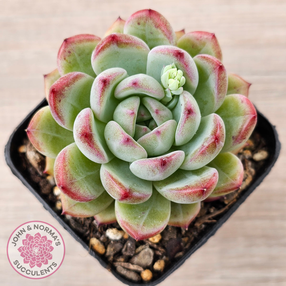 Echeveria 'Luna'